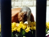 amleto_005